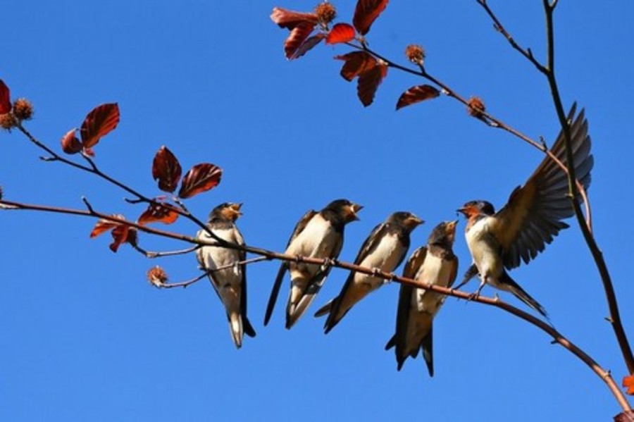 E' arrivata la primavera, guarda il cielo e osserva il volo degli uccelli