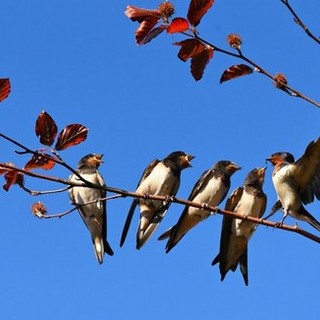 E' arrivata la primavera, guarda il cielo e osserva il volo degli uccelli