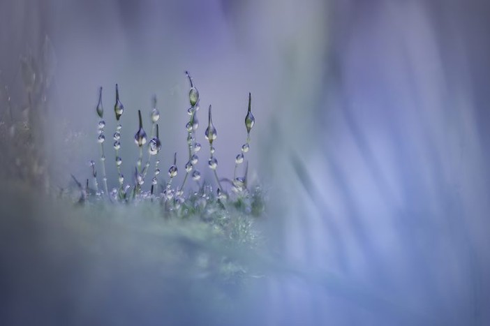 © Piet Haaksma, Mosses, vincitore categoria Plants, CUPOTY 6