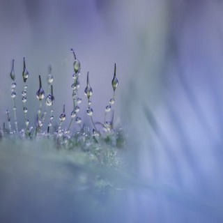 © Piet Haaksma, Mosses, vincitore categoria Plants, CUPOTY 6