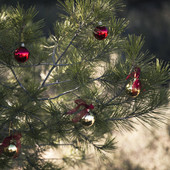 Dal Cristianesimo all'Ebraismo e c'è il 25 dicembre pagano