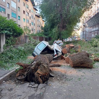 Alberi crollati su auto al quartiere Cogne di Aosta, iniziato iter di rimozione