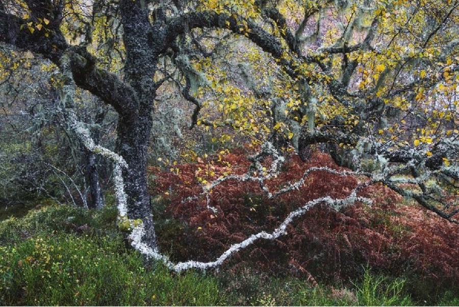 Old Man of the Glen by Fortunato Gatto, Italy, Wildlife Photographer of the Year. Winner, Plants and Fungi