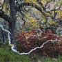 Old Man of the Glen by Fortunato Gatto, Italy, Wildlife Photographer of the Year. Winner, Plants and Fungi