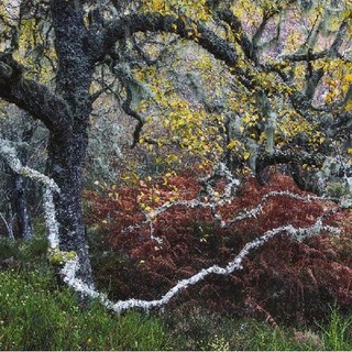 Old Man of the Glen by Fortunato Gatto, Italy, Wildlife Photographer of the Year. Winner, Plants and Fungi