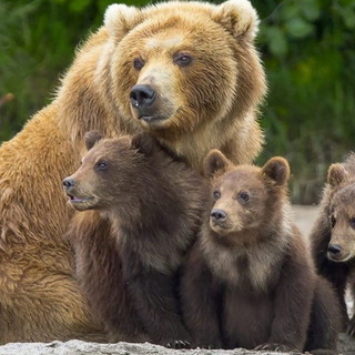 L'orsa Jj4 con i suoi cuccioli