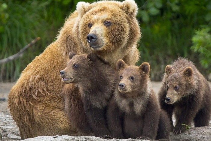 L'orsa Jj4 con i suoi cuccioli