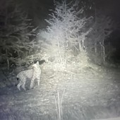 Confermato avvistamento di una lince nel Parco del Gran Paradiso VIDEO