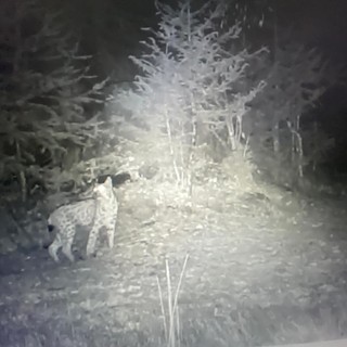 Confermato avvistamento di una lince nel Parco del Gran Paradiso VIDEO