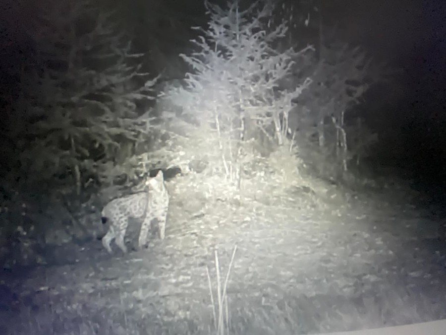 Confermato avvistamento di una lince nel Parco del Gran Paradiso VIDEO