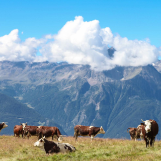 Alpages Ouverts-Alpeggi Aperti 2024 spegne 25 candeline e lo farà ad agosto a Cogne