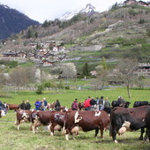 'Gli aiuti per il mondo agricolo', la guida agile e pratica sui sostegni in Valle