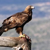 Etroubles: aquila aggredisce un cane e lo uccide sotto gli occhi dei proprietari