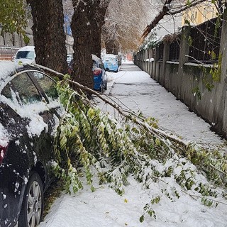 Aosta, attenzione ai grossi rami rotti dal peso della neve