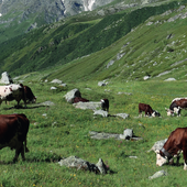 Da Nus l'allarme di allevatori e agricoltori, 'lasciateci l'acqua per pascoli e campi'