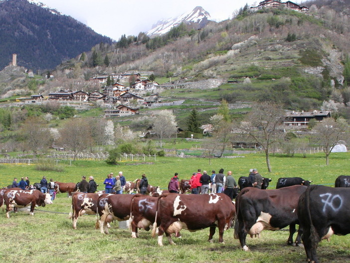 'Gli aiuti per il mondo agricolo', la guida agile e pratica sui sostegni in Valle