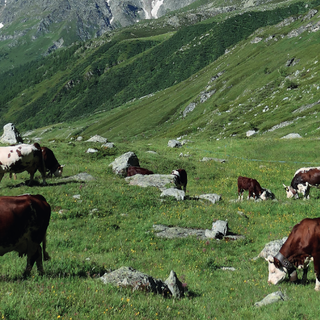 Da Nus l'allarme di allevatori e agricoltori, 'lasciateci l'acqua per pascoli e campi'