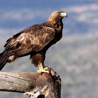 Etroubles: aquila aggredisce un cane e lo uccide sotto gli occhi dei proprietari