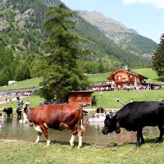 Incontro a Roma con i vertici di Agea sui sostegni all'agricoltura valdostana