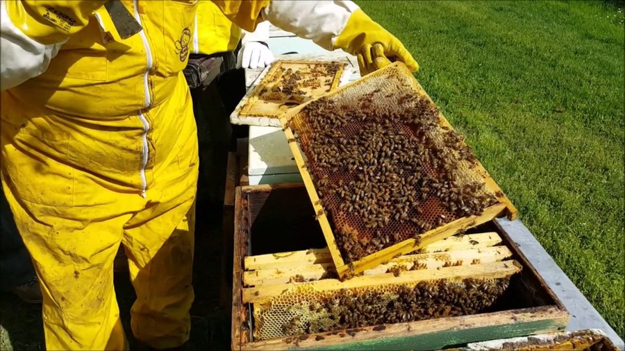 Aiuti al settore dell’apicoltura, domande fino al 18 febbraio