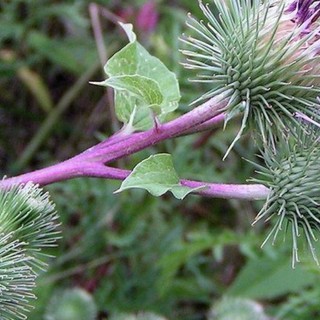 Bardana (Arctium lappa)