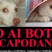 Aosta, vietati i botti di Capodanno pericolosi per tutti, persone e animali