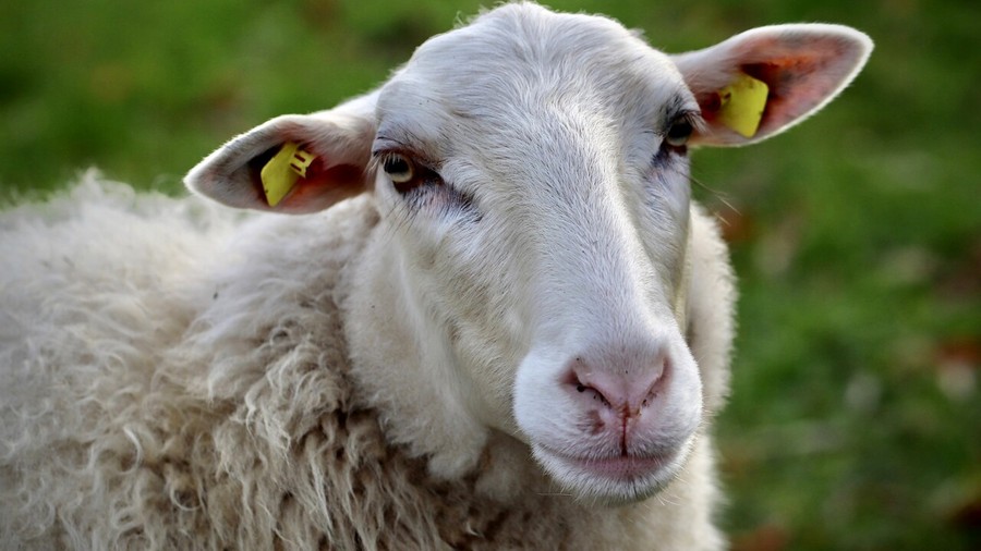 La Bluetongue 'annulla' lo spettacolo della Desarpa di Valtournenche