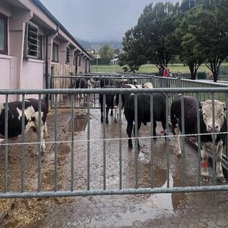 Inaugurato a Gressan il nuovo centro di quarantena sanitaria bovina dell'Anaborava