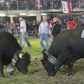 Batailles de reines: domenica 219 bovine in campo alla Croix Noire per la finalissima