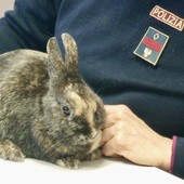 Coniglio nano smarrito e spaventato 'salvato' dalla polizia