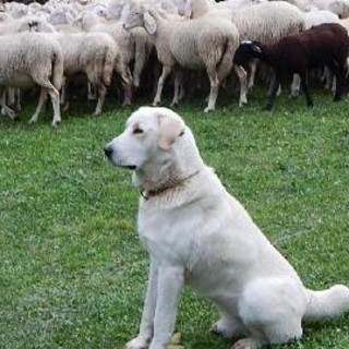 In Valle il primo corso di formazione per proprietari di cani 'antilupo' VIDEO