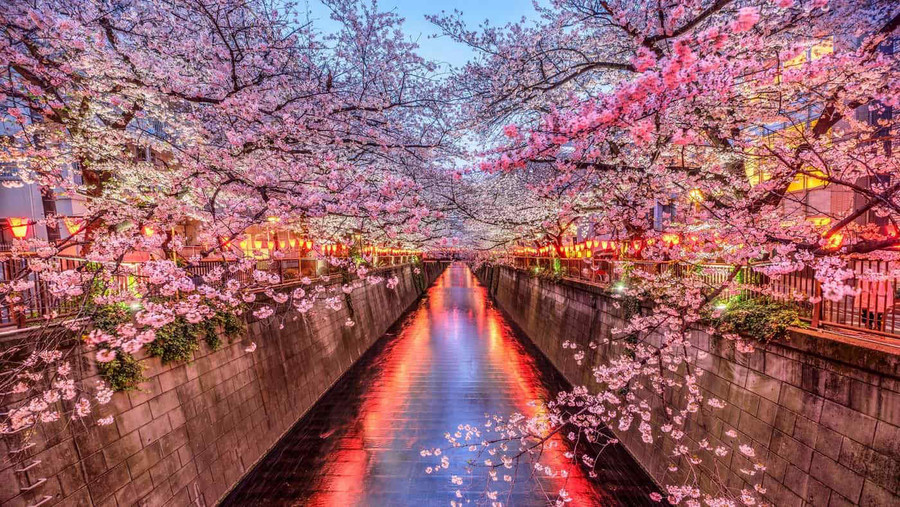 Hanami e la contemplazione dei ciliegi