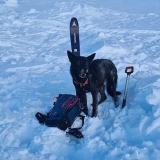 Uno dei cani da soccorso in valanga intervenuti nel recupero