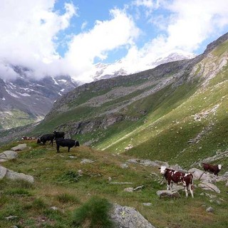 Uno scorcio dell'alpe del Cortlys