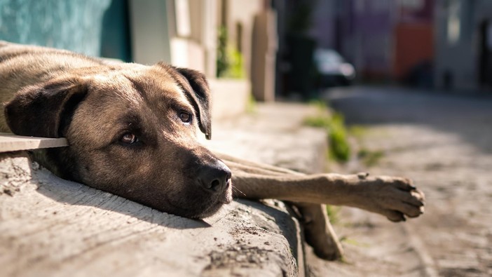 Lasciare il cane sotto il sole è reato; svolta della Corte di Cassazione