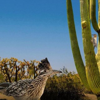 Divertente e riflessivo, 'Cactus Hotel' ha vinto il Gran Paradiso Film Festival