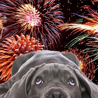 Come aiutare il cane che ha paura dei fuochi d’artificio