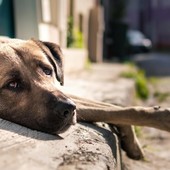 Lasciare il cane sotto il sole è reato; svolta della Corte di Cassazione