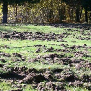 Danni in agricoltura causati da fauna selvatica; al via domande di contributo