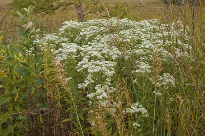 Eupatorium perfoliatum nel trattamento della COVID-19: quando la 'strada alternativa' si rivela un'eccellente alternativa