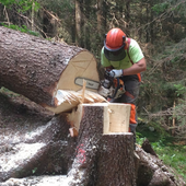 Al via domande per assunzione operai forestali