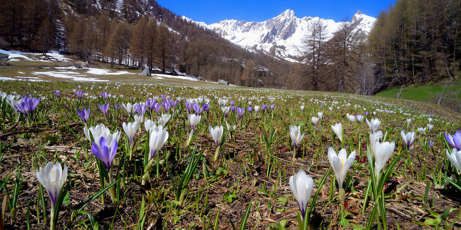 Apre la mostra 'Pionieri della natura in Valle d’Aosta'