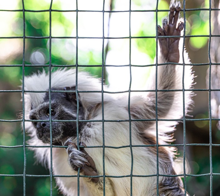 Alcune delle principali leggi italiane a tutela degli animali