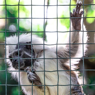 Alcune delle principali leggi italiane a tutela degli animali