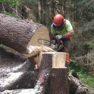 Al via domande per assunzione operai forestali