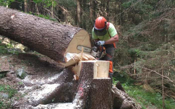 Al via domande per assunzione operai forestali