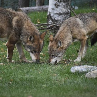 I lupi Malà e Abraham (foto dalla pagina FB del Parc Animalier)