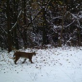 Lince 'fotocatturata' sopra Quart