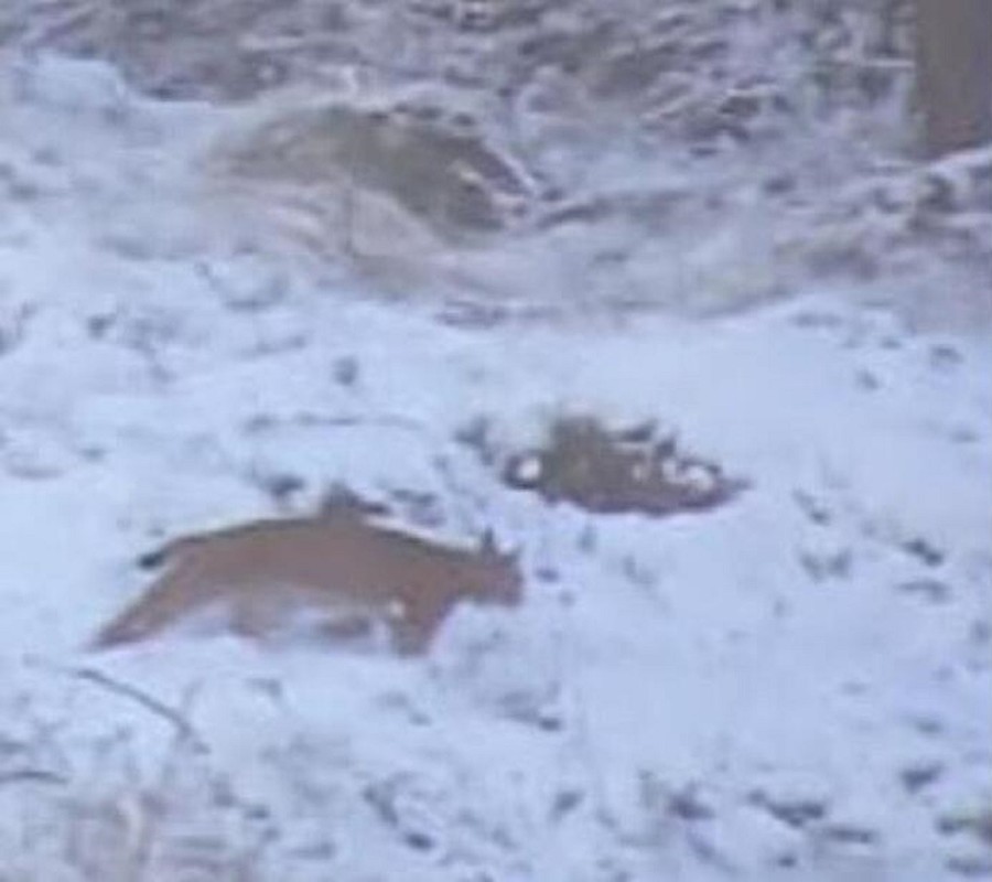 Avvistata e fotografata per la prima volta una lince in Valle d'Aosta