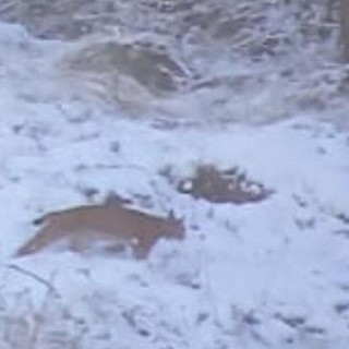 Avvistata e fotografata per la prima volta una lince in Valle d'Aosta